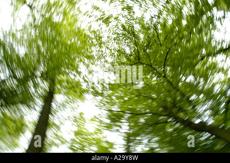 tree impressions, deciduous forest, worms eye view Stock Photo