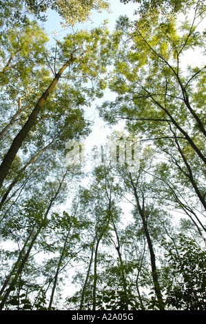 tree impressions, riverside forest in spring time Stock Photo