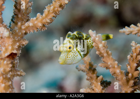 A juvenile mimic filefish, Paraluteres prionurus, which resembles the toxic saddled toby. Abai, Biak, West Papua, Indonesia.