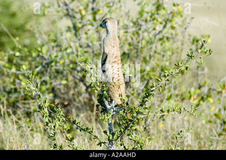 Meerkat on sentry duty Stock Photo