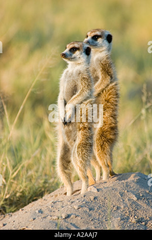 Meerkats drying their fur Stock Photo