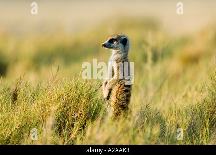 Meerkat drying out Stock Photo