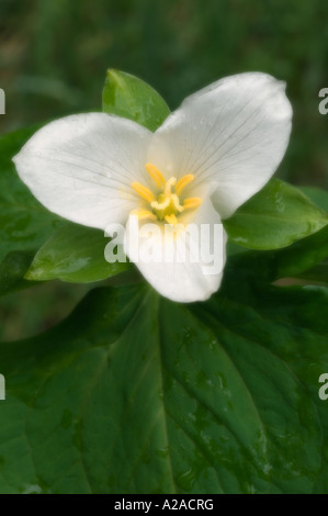 Western Trillium (Trillium ovatum) Soft-focus, Siskiyou Mountains Southern Oregon MAY Stock Photo