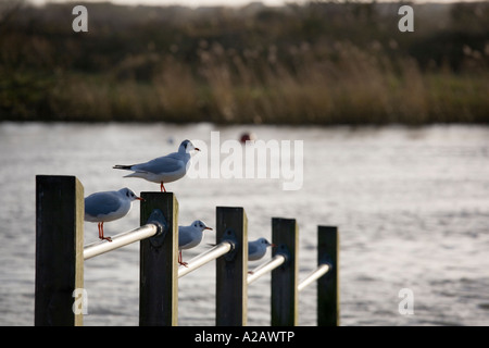 Seagulls perch on railings at Christchurch Quay Stock Photo