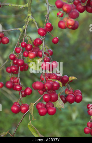 Crab apple malus red sentinal ripe fruit in urban garden Stock Photo