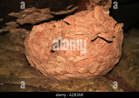 wasp nest loft attic home pest roof chewed wood texture brown shades fragile paper Stock Photo