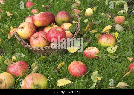 Windfall bramley apples well ripened on garden lawn with basket Norfolk UK November Stock Photo