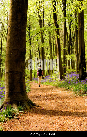 A woman carrying her baby through Bluebells in the Spring at West Woods near Marlborough, Wiltshire, England, UK Stock Photo