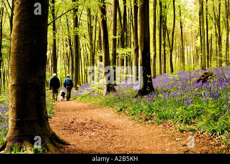Two walkers walking their dog through Bluebells in the Spring at West Woods near Marlborough, Wiltshire, England, UK Stock Photo