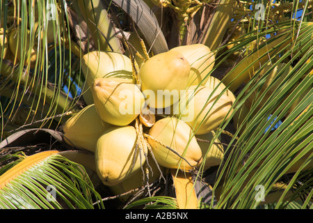Coconuts growing on a palm tree, Guardalavaca, Holguin Province, Cuba Stock Photo