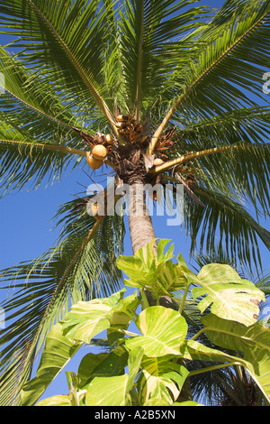 Coconuts growing on a palm tree, Guardalavaca, Holguin Province, Cuba Stock Photo