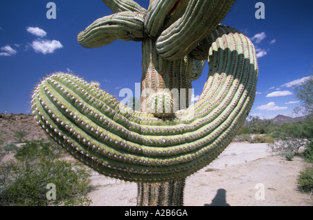 USA Arizona Cabeza Prieta National Wildlife Refuge Saguaro Cactus Stock Photo