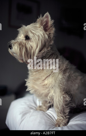 A West highland white terrier looking outside Stock Photo