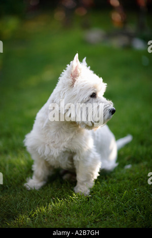 westie westhighland white terrier Stock Photo