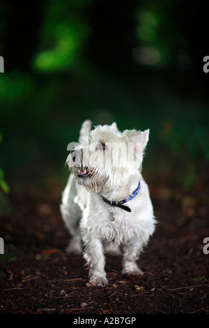 westhighland white terrier in the Shade. Stock Photo