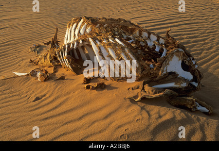 Camel skeleton in the desert Stock Photo