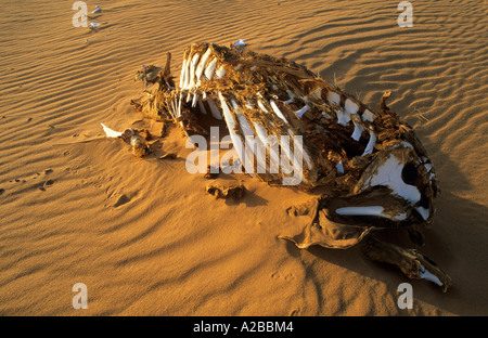 Camel skeleton in the desert Stock Photo