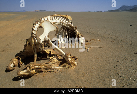 Camel skeleton in the desert Stock Photo