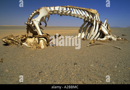 Camel skeleton in the desert Stock Photo