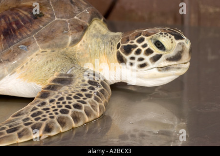 Juvenile green sea turtle (Chelonia mydas) at a rehabilitation facility in Florida. Stock Photo