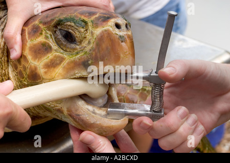 Removing longline fish hook from loggerhead sea turtle (Caretta caretta) using canine mouth gag. Stock Photo