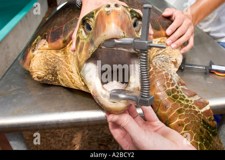 Removing longline fish hook from loggerhead sea turtle (Caretta caretta) using canine mouth gag. Stock Photo