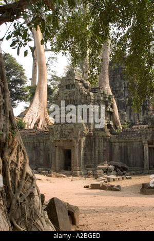 Cambodia Siem Reap Angkor Thom group Ta Prohm Buddhist Temple built circa 1186 huge trees growing from temple walls Stock Photo