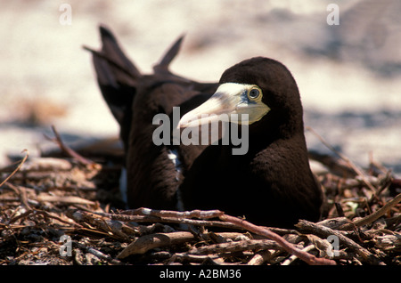 Brown Booby on Bird Island Tetiaroa French Polynesia Stock Photo