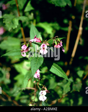 bee on himalayan or indian balsam Impatiens glandulifera Royle Stock Photo