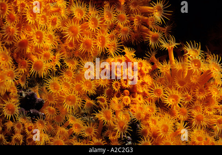 Sea Anemones - Brightly colored Yellow Encrusting Anemone (Parazoanthus axinellae). Stock Photo