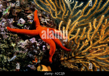 Red Starfish (Echinaster sepositus) clinging to a rock witha yellow gorgonian sea fan, Marseille, France. Stock Photo