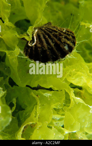 Scallop shell sitting on bright green seaweed. Stock Photo