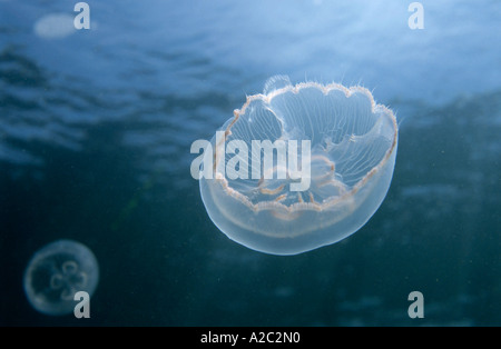 Two jellyfish in a clear blue water Stock Photo - Alamy