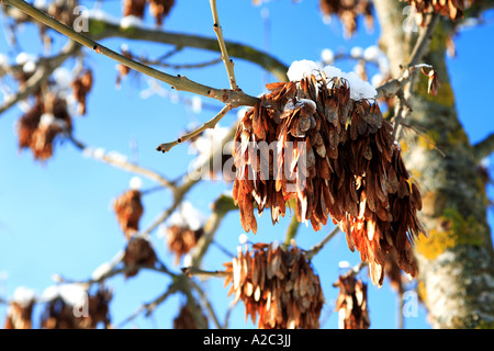 Common Ash tree Fraxinus excelsior in the snow Kaprun Austria Stock Photo