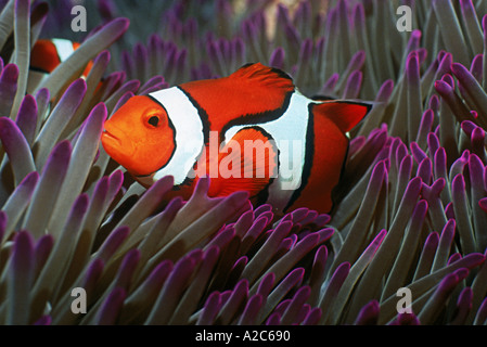 Horizontal underwater shot of colorful Clown Anemone fish Soloman Islands Stock Photo
