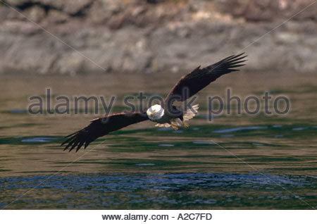 Bald eagle swooping to water to catch fish Stock Photo, Royalty Free ...