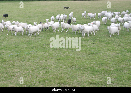 Rounding up the sheep Stock Photo