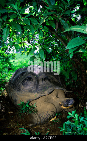 Galapagos Giant tortoise.(Geochelone elephantopus). Darwin Research Center. Santa Cruz island. Galapagos Islands Stock Photo