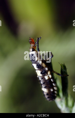 Ladybug Larva eating aphid. A larva of Propylaea quatuordecimpunctata ...