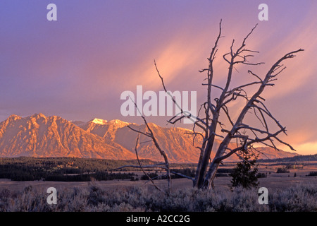 Dead tree in front of Teton Range Stock Photo