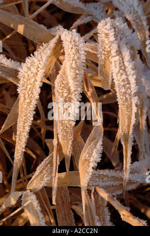 Frosted Reeds, Loch of Skene, Aberdeenshire. Grampian. Scotland.  XPL 4361-411 Stock Photo