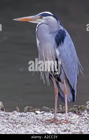 Grey Heron (Ardea cinera) standing on pebbles near water Stock Photo