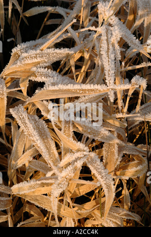 Frosted Reeds, Loch of Skene, Aberdeenshire. Grampian. Scotland.  XPL 4362-411 Stock Photo