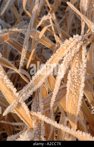 Frosted Reeds, Loch of Skene, Aberdeenshire. Grampian. Scotland.  XPL 4364-411 Stock Photo