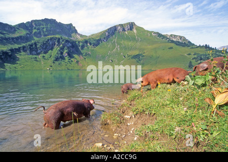 Domestic Pig (Sus scrofa domestica). Group of free-ranging pigs taking a bath in the lake Traunalpsee in Tyrol Stock Photo