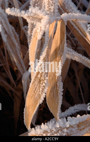 Frosted Reeds, Loch of Skene, Aberdeenshire. Grampian. Scotland.  XPL 4365-411 Stock Photo