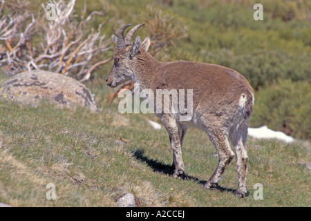 Iberian Ibex, Spanish Ibex, Gredos Ibex (Capra pyrenaica victoriae), female Stock Photo