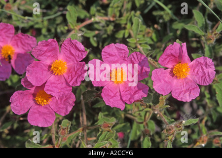 Hairy rockrose, rock rose, rock-rose, Grey-haired Rockrose Stock Photo ...