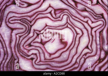 Cross section of an organic red cabbage Stock Photo