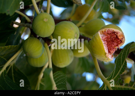 A ripe fig on the tree which has burst open to reveal the pink flesh inside Stock Photo
